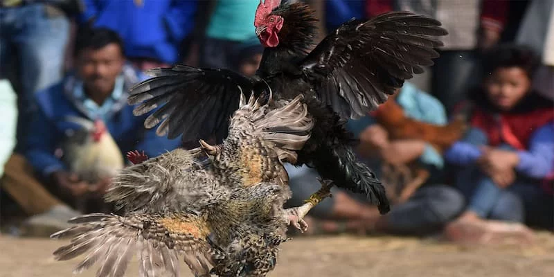 Điều cần lưu ý khi tham gia đá gà C1 tại 33Win Điều cần lưu ý khi tham gia đá gà C1 tại 33Win