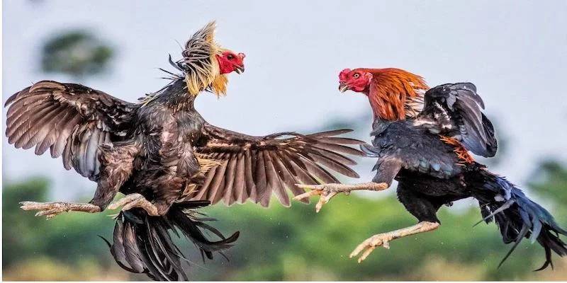 Đôi nét về đá gà C1 Đôi nét về đá gà C1