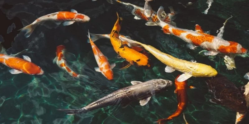 Mơ thấy cá để là một điềm báo rất tốt nên đừng lo lắng Mơ thấy cá để là một điềm báo rất tốt nên đừng lo lắng