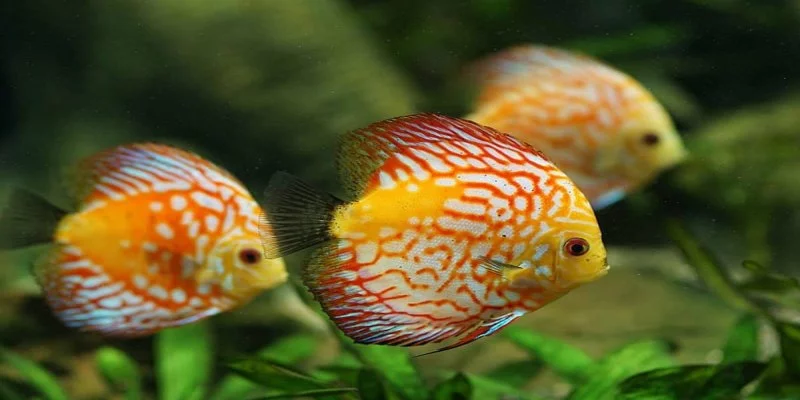 Những điềm báo trong giấc mơ thấy cá bạn nên biết Những điềm báo trong giấc mơ thấy cá bạn nên biết