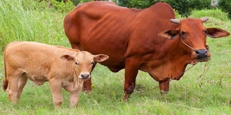 Điềm báo trong những giấc mơ thấy con bò bạn nên biết Điềm báo trong những giấc mơ thấy con bò bạn nên biết