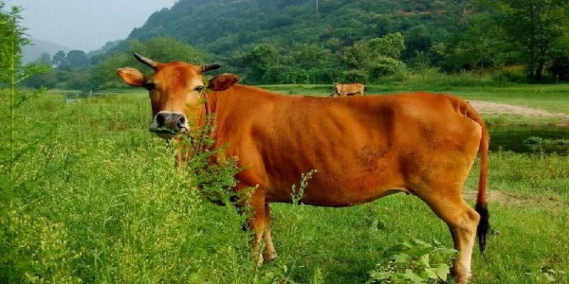 Mơ Thấy Con Bò Điềm Báo Gì? Bật Mí Con Số Đẹp Trong Hôm Nay
