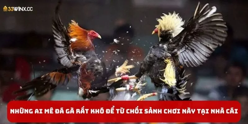 Những ai mê đá gà rất khó để từ chối sảnh chơi này tại nhà cái Những ai mê đá gà rất khó để từ chối sảnh chơi này tại nhà cái